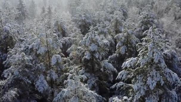 Ледяные деревья в лесу, вид с беспилотника. Зима в Белоруссии. — стоковое видео