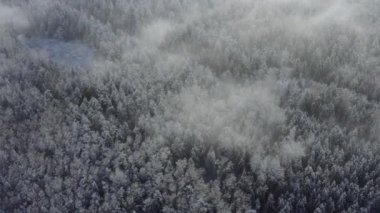 Beyaz kozalaklı ağaçların kış ormanlarındaki havadan görünüşü