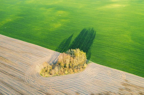 Árboles corazón en el medio del campo. Hermosa sombra. Día soleado brillante —  Fotos de Stock