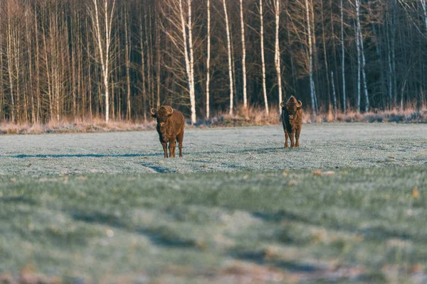 Tampilan serius bison. Hutan Nalibok. Lanskap musim gugur — Stok Foto