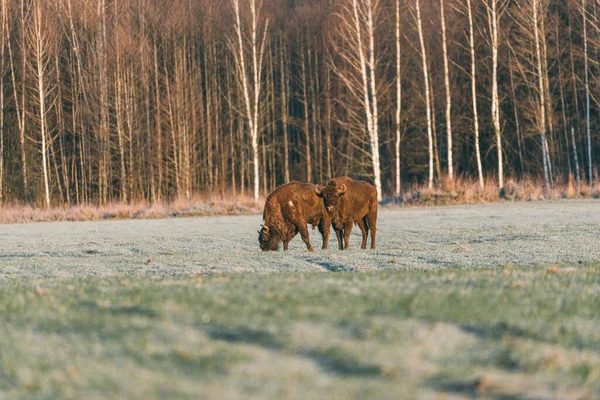 Os bisontes atravessam o campo, comprando a sua própria comida. Outono — Fotografia de Stock