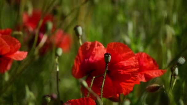 Pole kvetoucích červených máků. Hmyz se plazí po stonku květiny — Stock video