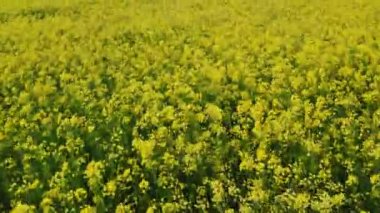 Kolza tohumu tarlasında alçak irtifa uçuşu. Hava görüntüleri.