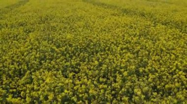 Sarı kolza tohumu tarlasında alçaktan ilerleyen bir İHA ile çekildi.