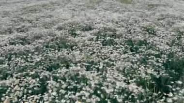 Çiçek açan papatyalarla bir dron tarlanın üzerinde uçuyor. Tarlanın kır çiçekleri.