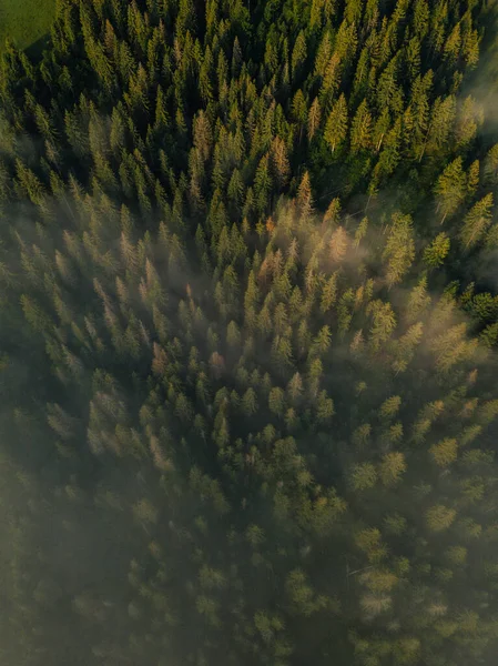 日出时分被晨雾覆盖的茂密松树林的空中俯瞰. — 图库照片