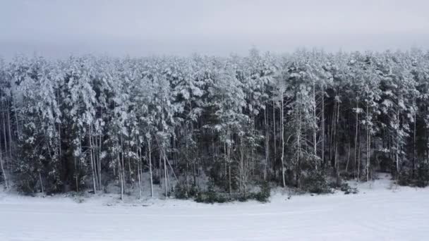 Vista aerea. Drone che sorvola il campo e la neve ai margini della foresta. La telecamera vola lungo la foresta, vista sulla foresta durante le nevicate invernali — Video Stock