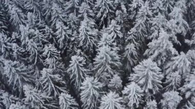 Karlı kış ormanı ve ağaçların havadan görünüşü. Kamera döndürme efekti