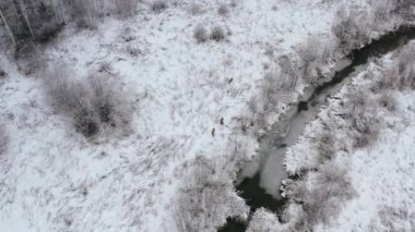 Avrupa yumurtası geyiği Capreolus Capreolus 'un kuş bakışı görüntüsü nehire dikkatle yaklaşıyor ve kameraya bakıyor.