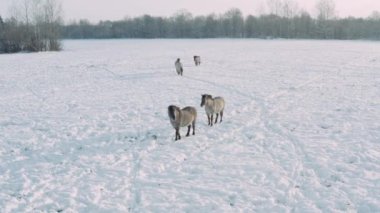 Vahşi tarplar kışın tarlada yürürler. Ormanın ve tarlanın arka planına karşı.