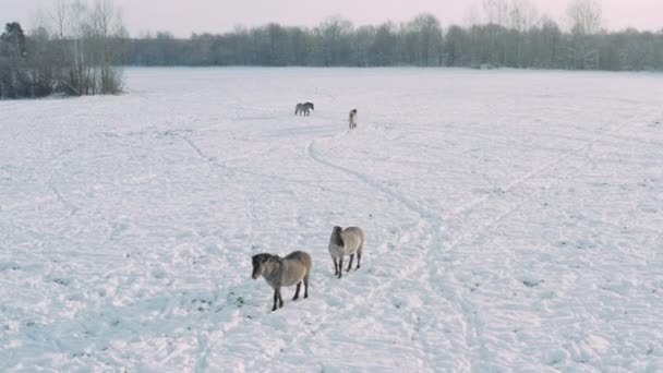 美しい野生の馬の罠に沿って雪のフィールドを歩く。ナリボクの森。ベラルーシ — ストック動画