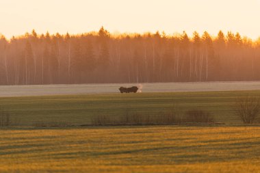 Bizon sonbahar ormanının yakınındaki bir tarlada güzel bir günbatımında