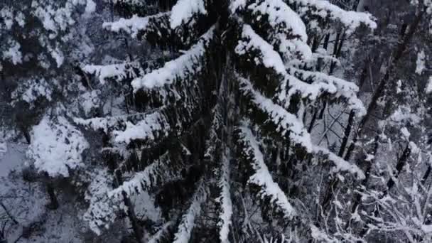 Pins forestiers d'hiver, déplacement aérien vers le haut. Vol à basse altitude au-dessus de la forêt d'épinettes neigeuses en hiver. Vol au-dessus de la forêt hivernale. 4K. Panorama du bas vers le haut près du pin enneigé. — Video