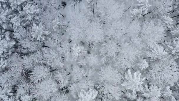 空中：白俄罗斯美丽冬季芬兰雪地森林的影像. — 图库视频影像