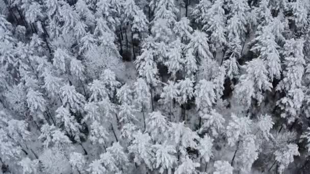 Una mosca mozzafiato in una calma nevicata su abeti innevati, pini. Periodo invernale, paesaggio panoramico. — Video Stock