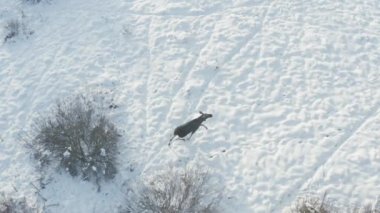 Geyik ormanda karda yürür, geniş bir alanda. Drone film çekiyor, geyik drone seslerinde kulaklarını oynatıyor.