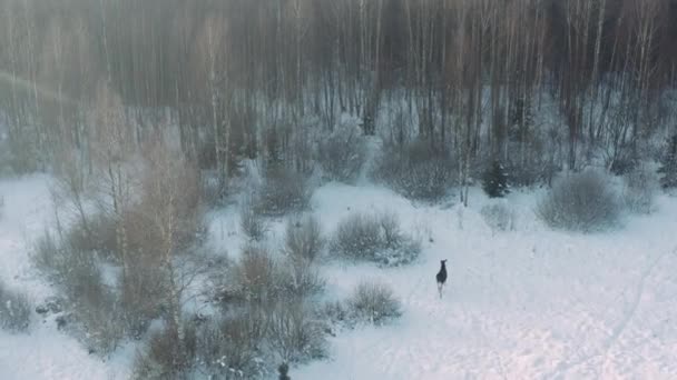 Alce corriendo hacia el bosque en vista aérea de invierno — Vídeos de Stock