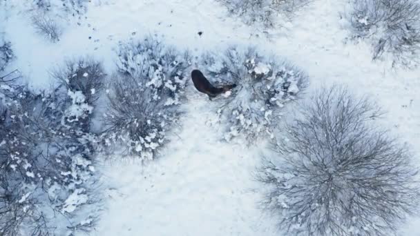 In inverno, l'alce consuma esclusivamente cibo ramoscello: rami di salice, frassino di montagna, pioppo tremulo e betulla. — Video Stock