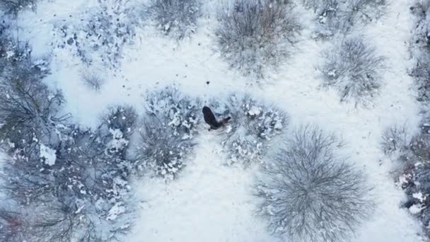 Alce toro vista aérea con en invierno — Vídeos de Stock