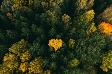 Yeşil çam ormanında sarı ağaç kalbi. Güzel sonbahar manzarası.
