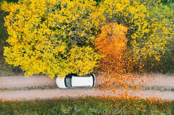 Les feuilles tombées sur une route rurale. Une voiture garée sous un bel arbre. Photo de drone — Photo