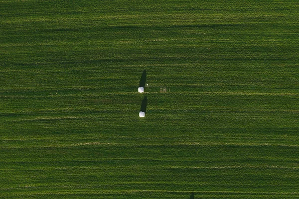 Grünes ebenes Feld mit weißen Heuhaufen. Schöne abgeerntete Felder für Heu in der Landschaft. Konzept der Landwirtschaft — Stockfoto