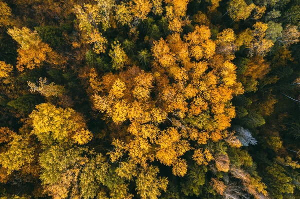 Yukarıdan gelen sarı sonbahar renkleri İHA 'yla yakalanmış..