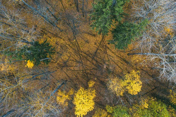İnsansız hava aracından düşen ağaçlarla dolu bir sonbahar ormanı. Ladin ve Sarı Huş ağacı