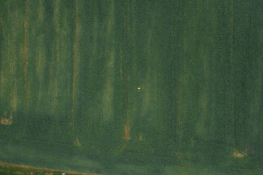 Yeşil lahana tarlasında yatan sarı ceketli kadının manzarası.