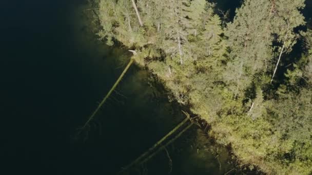 Umgestürzte und versunkene Bäume am See. Sonnig warmer Tag. Grünwald. Luftfahrt — Stockvideo