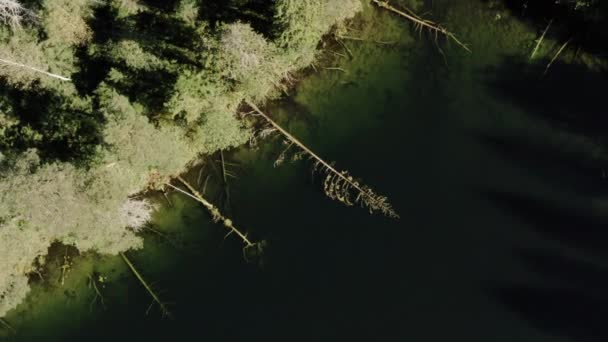 Umgestürzte Bäume im See. Schöne Küste und grüne Wälder an einem sonnigen Tag — Stockvideo