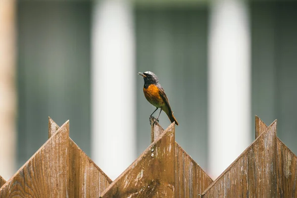 Robin Redbreast Perched On Country Fence — Stock Photo, Image