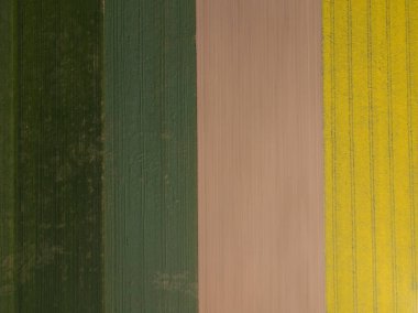 Farklı ekinlerden oluşan dikey tarımsal şeritler. Hava görüntüsü. Yeşil ve sarı alanlar