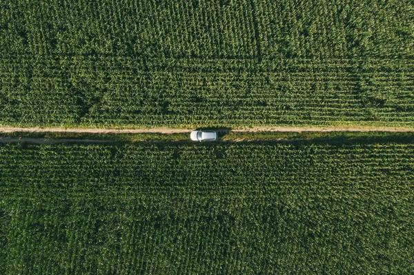Aerial view of gray car on the road in green corn field. Road trip in countryside. Auto performance on unpaved road. Directly above shot from drone. — Stock Photo, Image