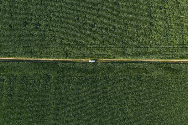 Вид с воздуха на серый автомобиль на дороге в зеленых кукурузных полях. — стоковое фото