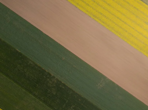 Diagonal Stripes Of Agricultural Parcels Of Different Crops. Aerial View