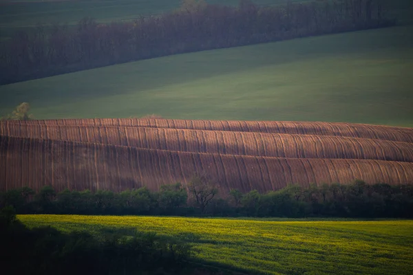 Rolling słoneczne wzgórza z pól i drzew nadaje się do tła lub tapety, naturalny sezonowy krajobraz. — Zdjęcie stockowe
