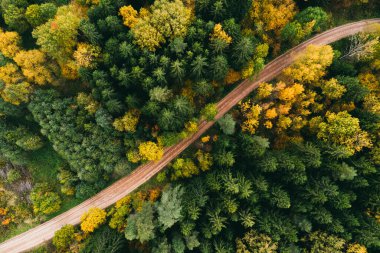 Sonbahar ormanı hava manzaralı yolda. Sarı ve yeşil ağaçlar