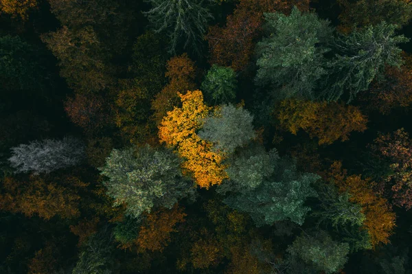 Aerial Photo of a colored forest in autumn. — Stock Photo, Image
