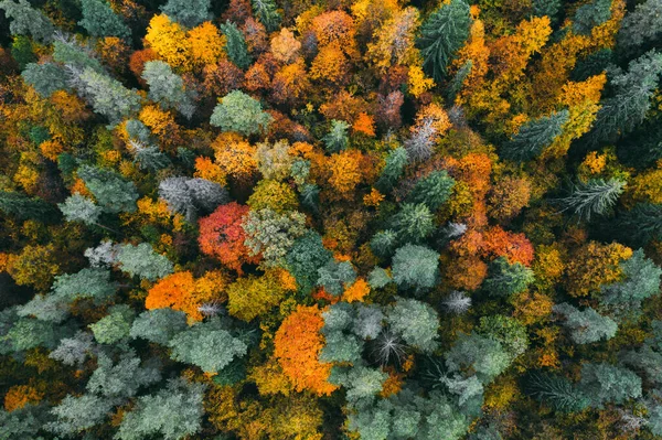 Aerial view of forest in autumn with colorful trees. — Stock Photo, Image