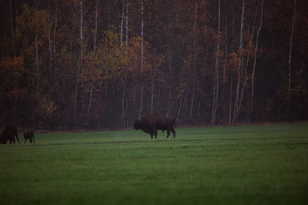 Bisão de Belarusian em um campo verde. — Fotografia de Stock