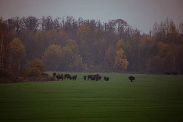 European bison in the morning fog in the forest. Wildlife photography of wild animals in the forest. — Stock Photo, Image