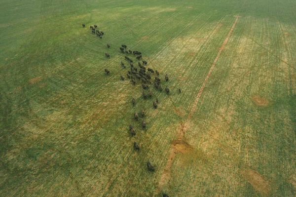 Kings of the Belarusian forests. Herd of bison