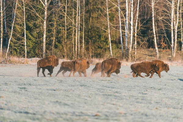 Uma manada de Aurochs a enlouquecer no campo. Touros com grandes chifres no fundo da floresta de bétula — Fotografia de Stock