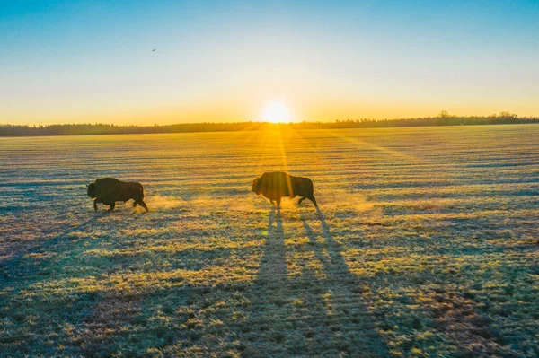 O Bison atravessa o campo ao pôr-do-sol. Sente a sua força e poder — Fotografia de Stock