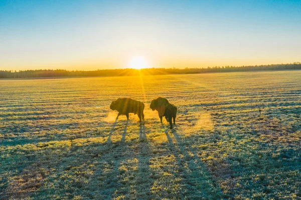 O Bison atravessa o campo ao pôr-do-sol. Sente a sua força e poder — Fotografia de Stock