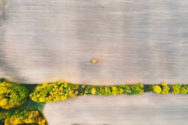 Topraklanmış bir tarlanın ortasındaki yalnız bir ağacın insansız hava aracı görüntüsü. Tarlalar ve ekinler, ağaç ortada otururken arazide şeritler oluşturur..