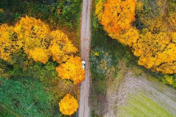 Ar, що стоїть під жовтим деревом. Прекрасний осінній ліс. Фото безпілотника. Вид з повітря — стокове фото