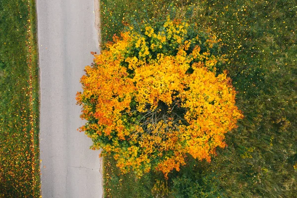 站在路边的枫树的秋景 — 图库照片