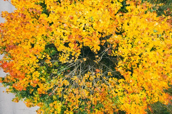 Frunzele de arțar auriu, roșu, portocaliu, galben, verde. Molid, pin, mesteacăn, arţar. Toamna pădure aerian drone vedere — Fotografie, imagine de stoc